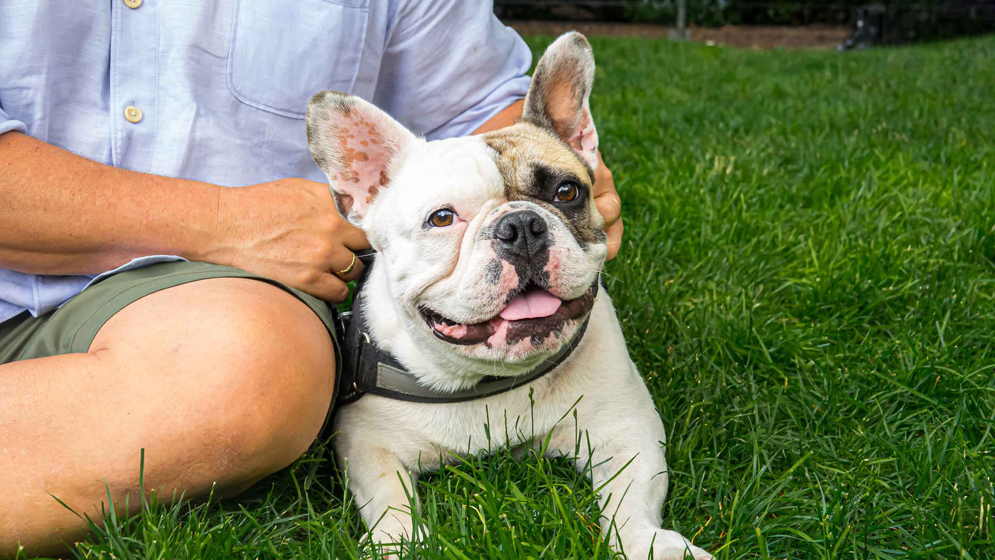 41 pound French bulldog lying in the grass